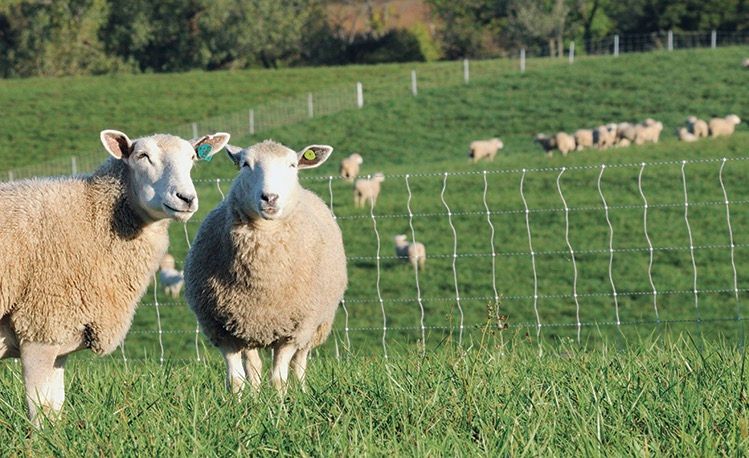 sheeps.jpg