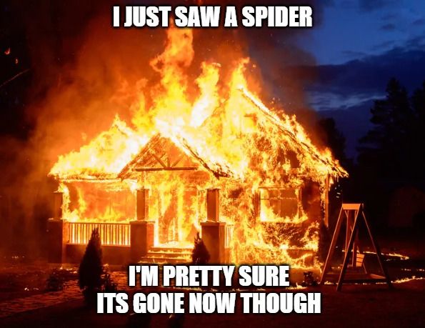 spider.jpg