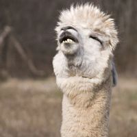 anallama