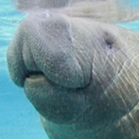 Manatee